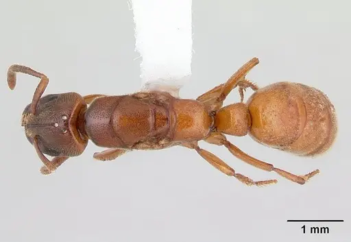 Promyopias silvestrii specimen CASENT0178752 image casent0178752_1