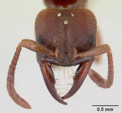 Promyopias silvestrii specimen CASENT0178752 image casent0178752_2