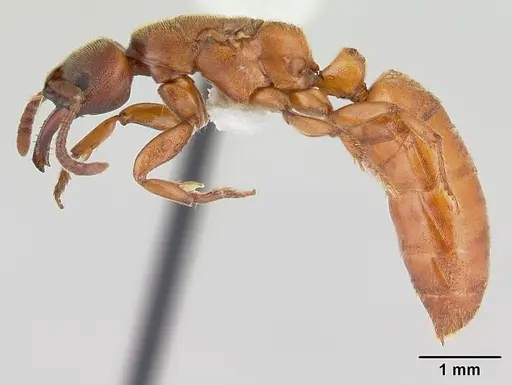 Promyopias silvestrii specimen CASENT0178752 image casent0178752_3