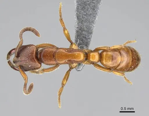 Promyopias silvestrii specimen CASENT0779934 image casent0779934_1