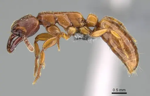 Promyopias silvestrii specimen CASENT0779934 image casent0779934_3