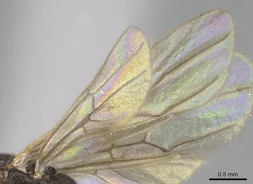 Promyopias silvestrii specimen CASENT0782091 image casent0782091_3