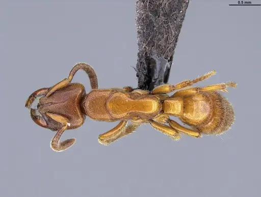 Promyopias silvestrii specimen CASENT0898545 image casent0898545_1