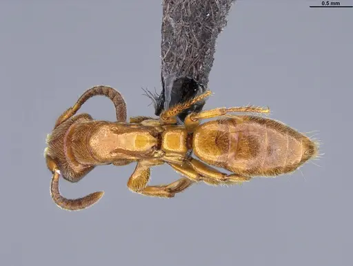 Promyopias silvestrii specimen CASENT0898545 image casent0898545_2