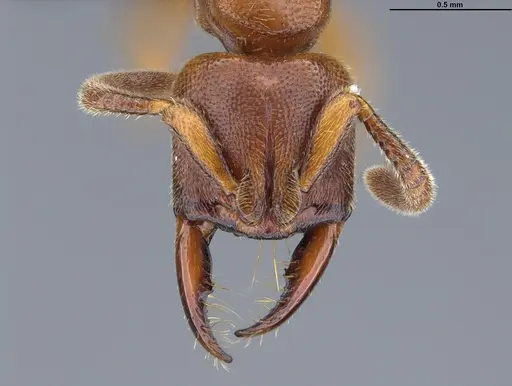 Promyopias silvestrii specimen CASENT0898545 image casent0898545_3