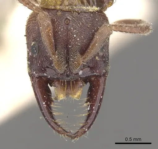 Promyopias silvestrii specimen CASENT0902464 image casent0902464_2