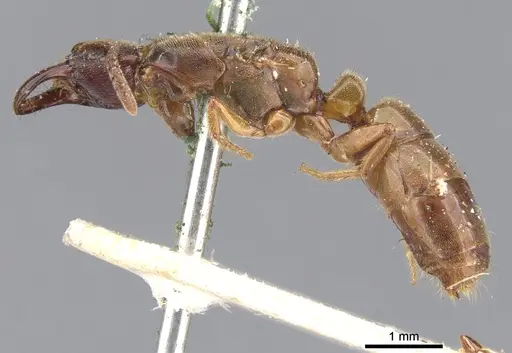 Promyopias silvestrii specimen CASENT0902464 image casent0902464_3