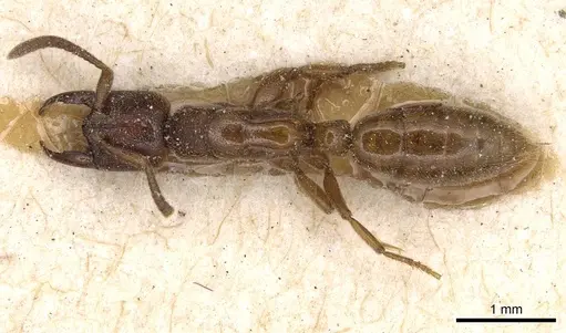Promyopias silvestrii specimen CASENT0915173 image casent0915173_1