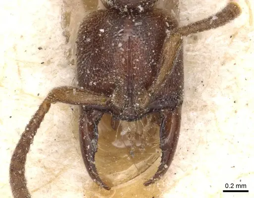 Promyopias silvestrii specimen CASENT0915173 image casent0915173_2