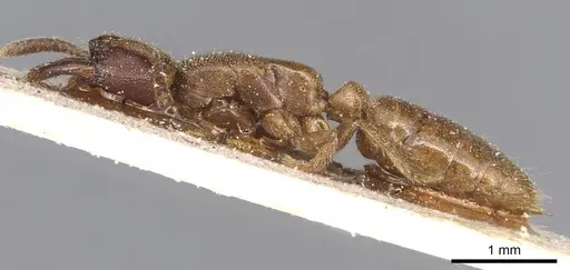 Promyopias silvestrii specimen CASENT0915173 image casent0915173_3
