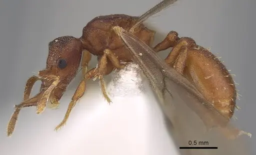 Protalaridris bordoni specimen CASENT0248768 image casent0248768_3