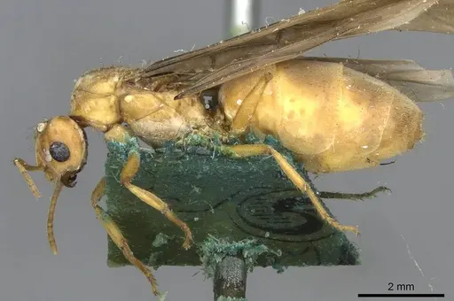 Pseudolasius mayri specimen CASENT0910984 image casent0910984_3