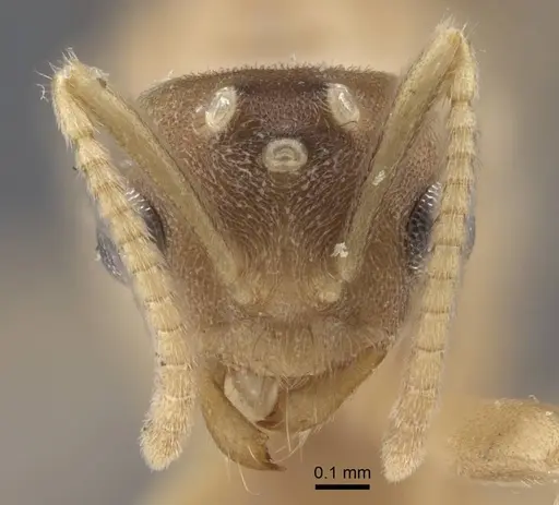 Pseudolasius trimorphus specimen CASENT0917301 image casent0917301_3