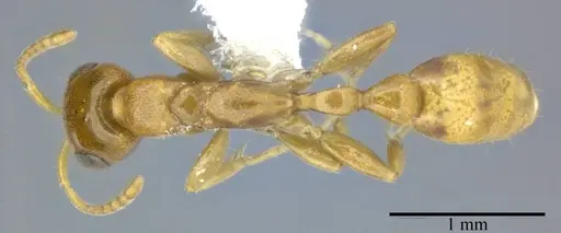 Pseudomyrmex pallidus specimen CASENT0246350 image casent0246350_1