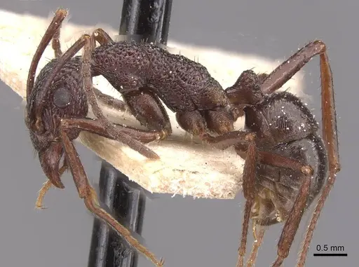 Rhytidoponera foreli specimen CASENT0915137 image casent0915137_3