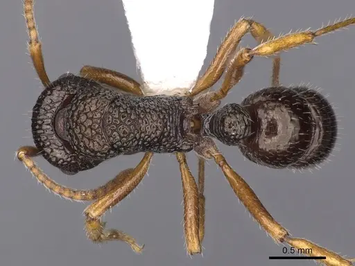 Rhytidoponera litoralis specimen CASENT0900540 image casent0900540_1