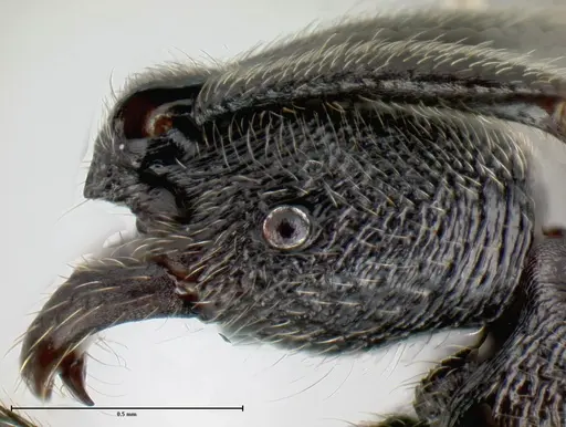 Simopelta oculata specimen CASENT0649834 image casent0649834_2