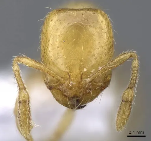 Solenopsis canariensis specimen CASENT0914826 image casent0914826_2