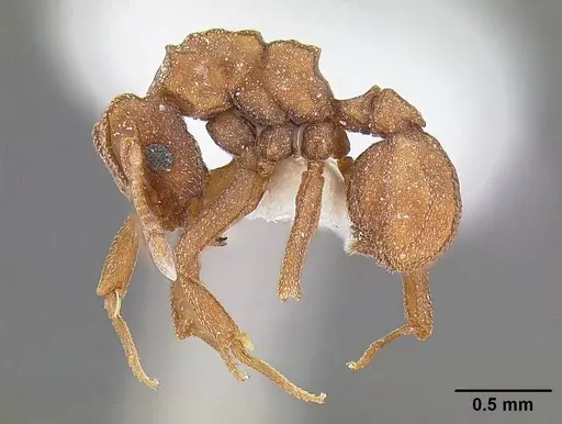 Solenopsis subterranea specimen CASENT0844189 image casent0844189_3