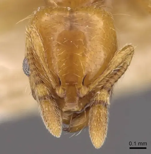 Solenopsis texana specimen CASENT0908855 image casent0908855_2