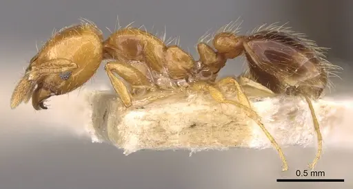 Solenopsis texana specimen CASENT0908855 image casent0908855_3