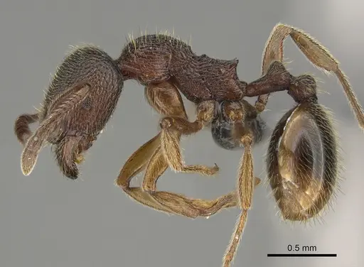 Stenamma brevicorne specimen CASENT0923375 image casent0923375_3