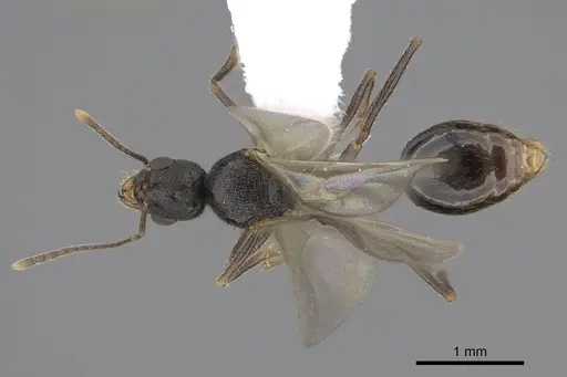Stenamma snellingi specimen CASENT0761007 image casent0761007_2