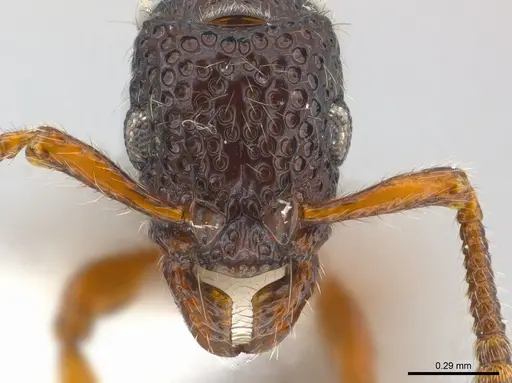 Stictoponera chapmani specimen CASENT0179974 image casent0179974_3