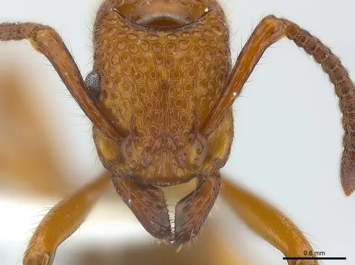 Stictoponera coxalis specimen CASENT0179980 image casent0179980_3