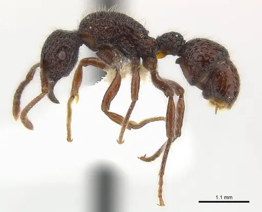 Stictoponera gabata specimen CASENT0179970 image casent0179970_3