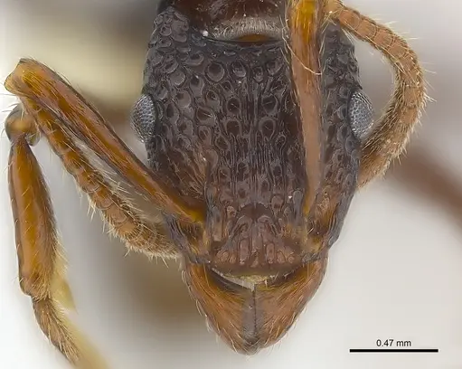 Stictoponera menadensis specimen CASENT0179964 image casent0179964_4
