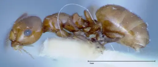 Stigmacros froggatti specimen FOCOL0159-1 image focol0159-1_4