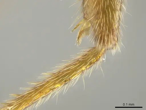 Stigmatomma roahady specimen CASENT0042894 image casent0042894_4
