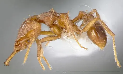 Strumigenys admixta specimen CASENT0005470 image casent0005470_3