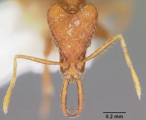 Strumigenys asrochia specimen CASENT0102633 image casent0102633_2