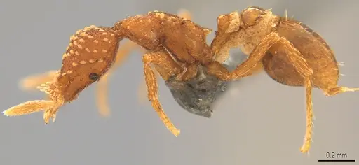 Strumigenys cavinasis specimen CASENT0358217 image casent0358217_3
