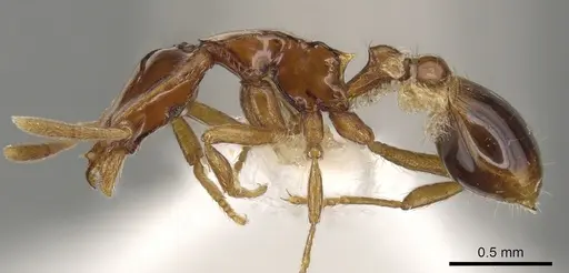 Strumigenys dentinasis specimen CASENT0900191 image casent0900191_3