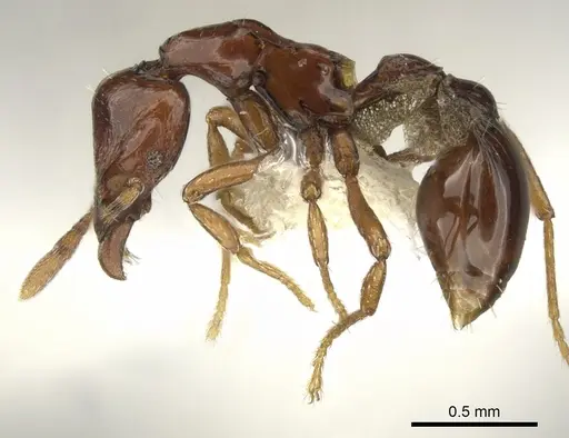 Strumigenys exiguaevitae specimen CASENT0900036 image casent0900036_3