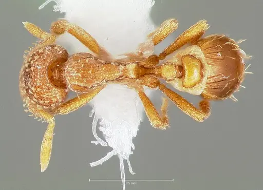 Strumigenys fautrix specimen CASENT0005991 image casent0005991_2
