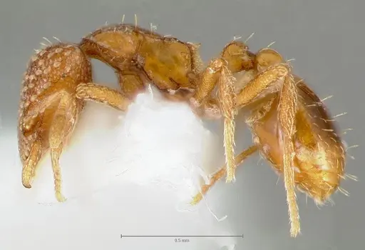 Strumigenys fautrix specimen CASENT0005991 image casent0005991_6