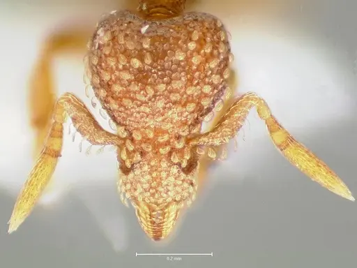 Strumigenys fautrix specimen CASENT0006028 image casent0006028_2