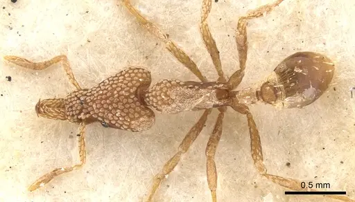 Strumigenys guttulata specimen CASENT0900923 image casent0900923_1