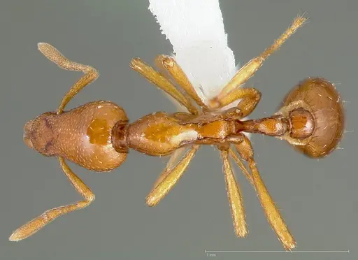 Strumigenys hathor specimen CASENT0005451 image casent0005451_1