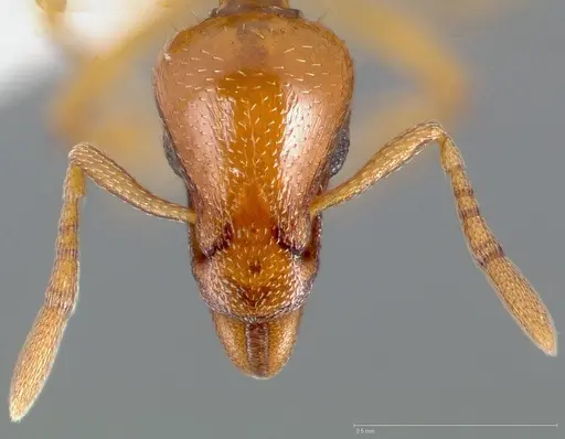Strumigenys hathor specimen CASENT0005451 image casent0005451_3