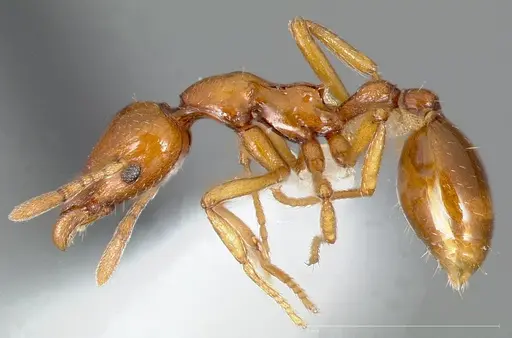 Strumigenys hathor specimen CASENT0005451 image casent0005451_5