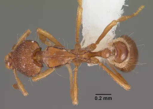 Strumigenys khakaura specimen CASENT0102262 image casent0102262_1