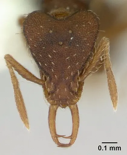 Strumigenys perplexa specimen CASENT0178872 image casent0178872_2