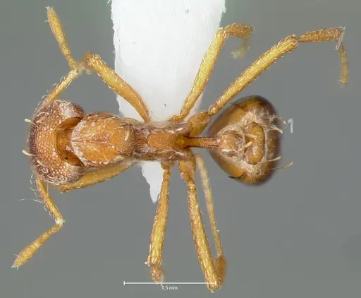 Strumigenys simoni specimen CASENT0005997 image casent0005997_2