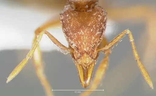 Strumigenys simoni specimen CASENT0005997 image casent0005997_4