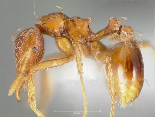 Strumigenys simoni specimen CASENT0005997 image casent0005997_6